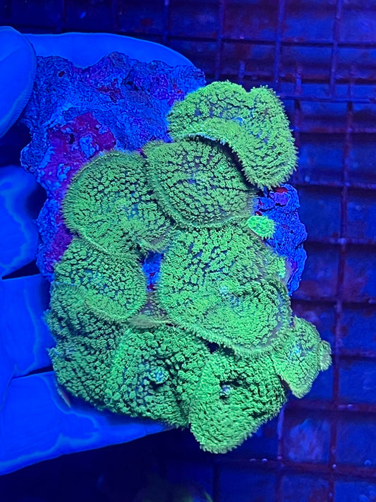Extra Large Rare Rhodactis Mushroom Coral