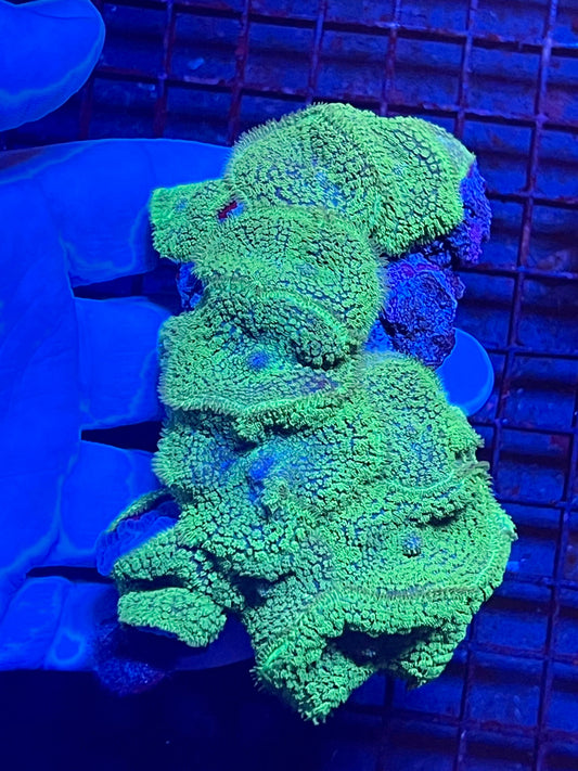 Extra Large Rare Rhodactis Mushroom Coral