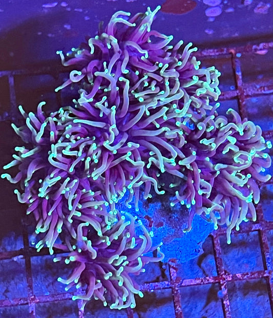 Super Ultra Five Headed Torch Colony Coral