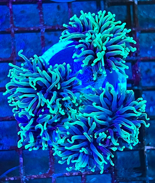 Super Ultra Five Headed Torch Colony Coral