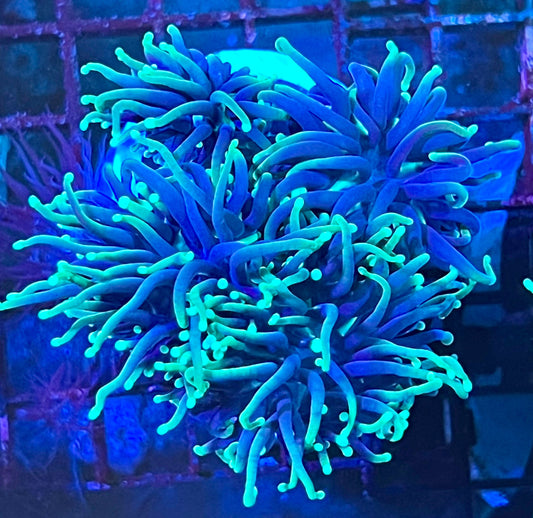 Super Ultra Five Headed Torch Colony Coral