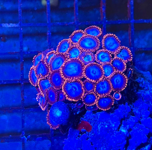 Large Ultra Zoanthids