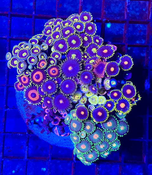 Large Ultra Zoanthids