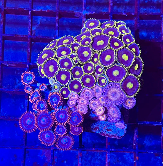 Large Ultra Zoanthids