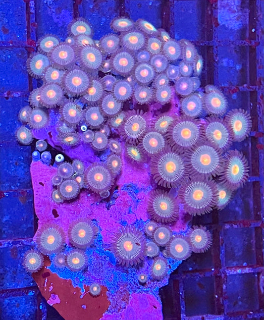 Large Ultra Zoanthids