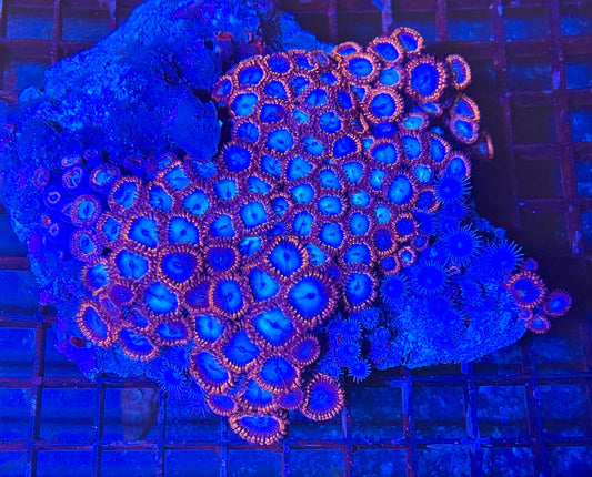 Extra Large Superman Zoanthids