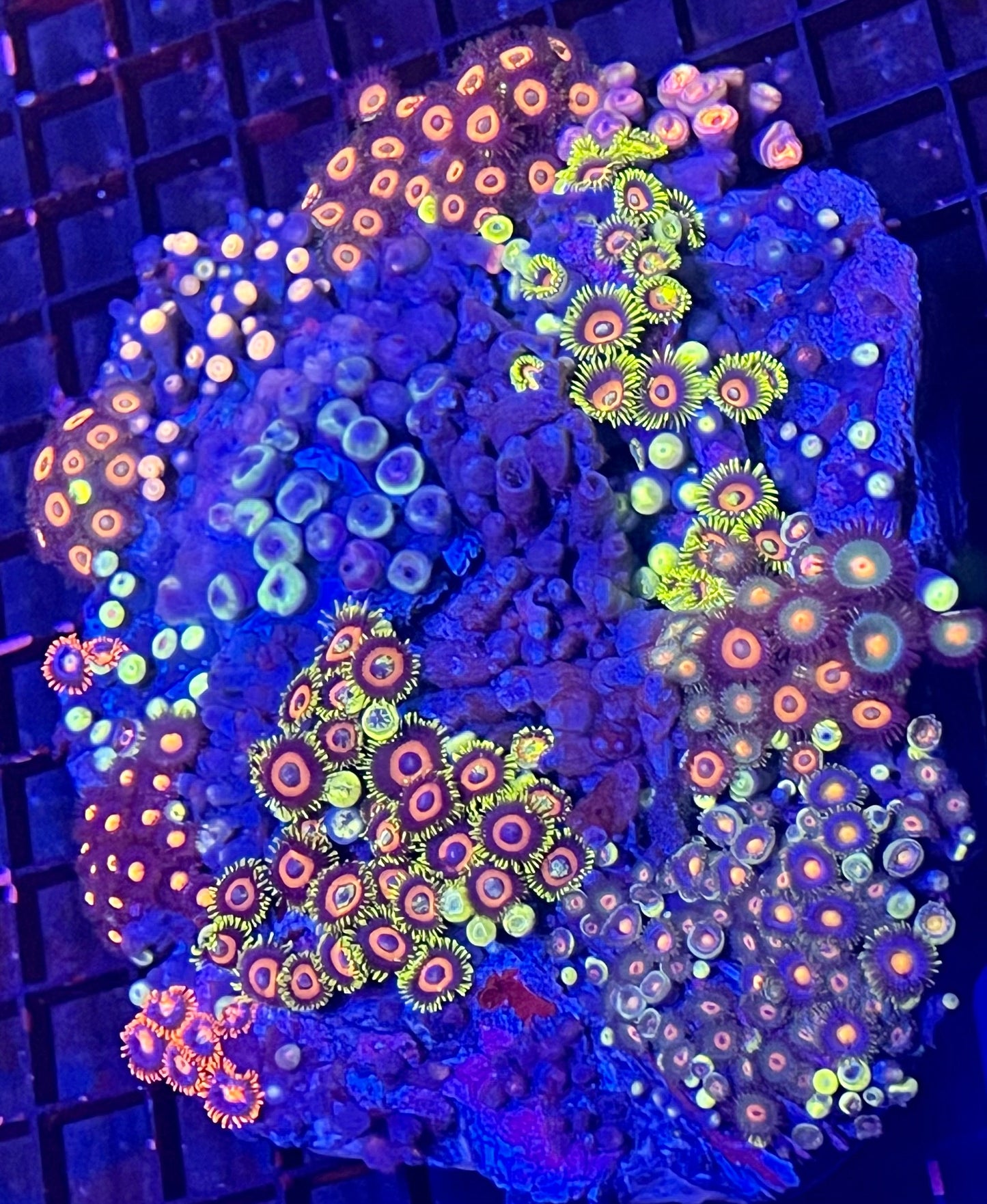 Extra Extra Large Zoanthid Garden