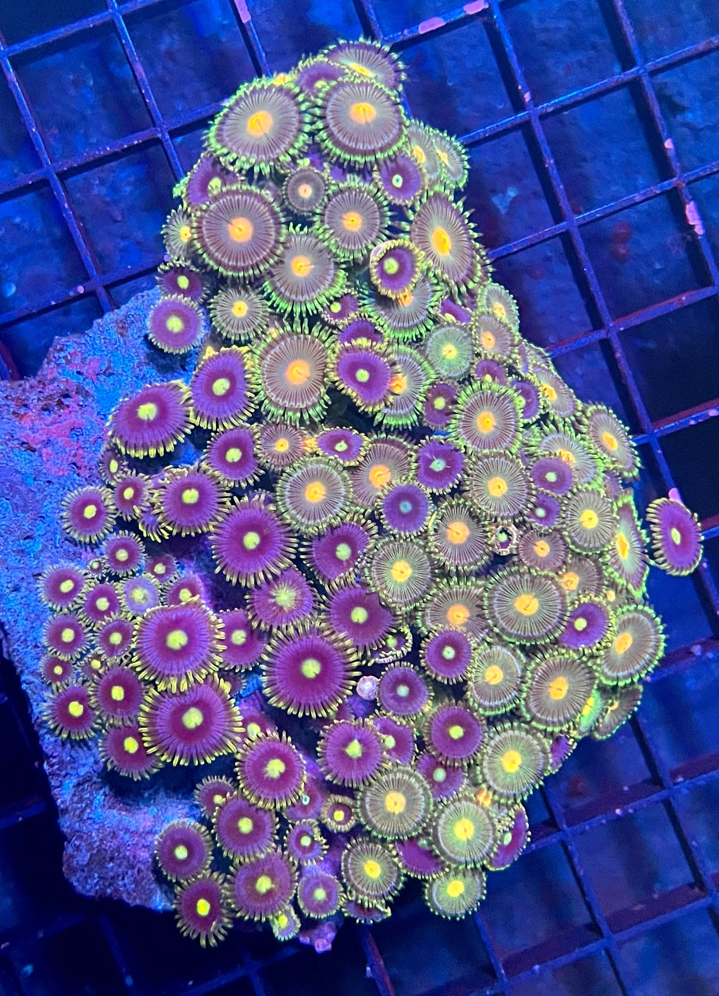 Large Ultra Zoanthids