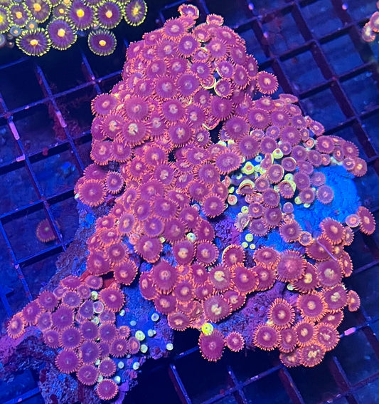 Large Ultra Zoanthids