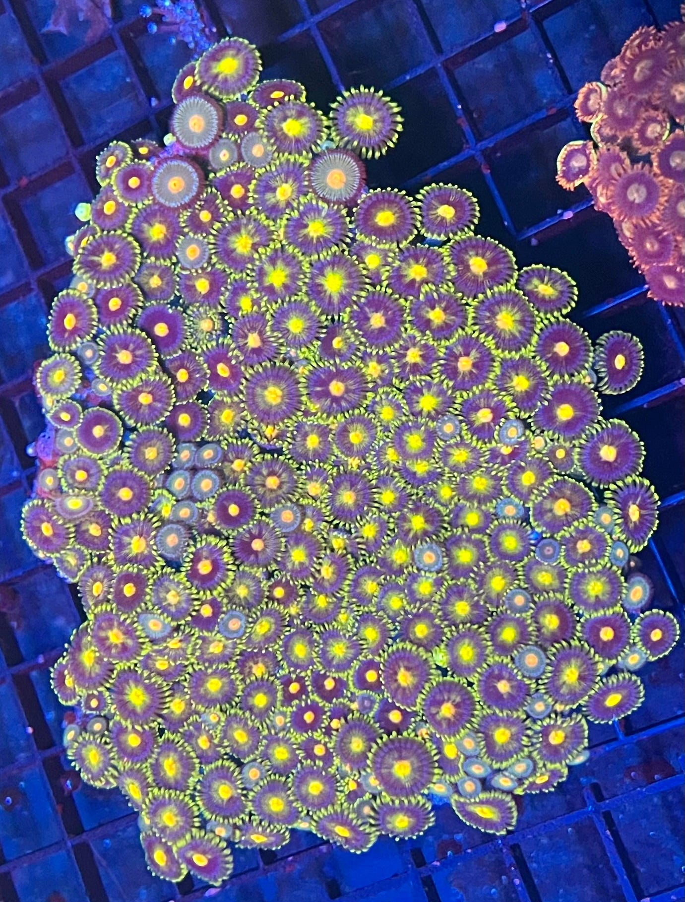 Large Ultra Zoanthids