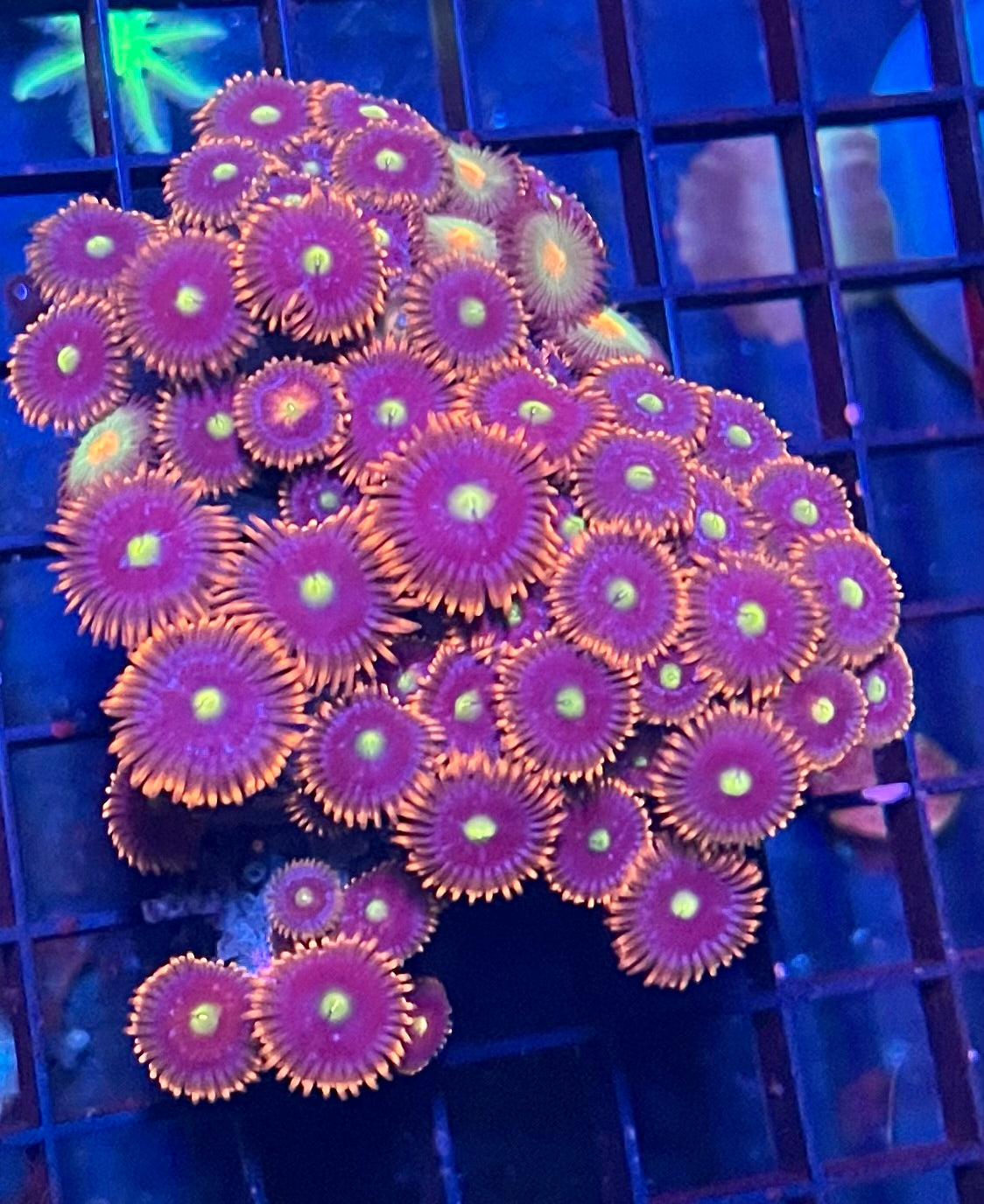 Large Ultra Zoanthids