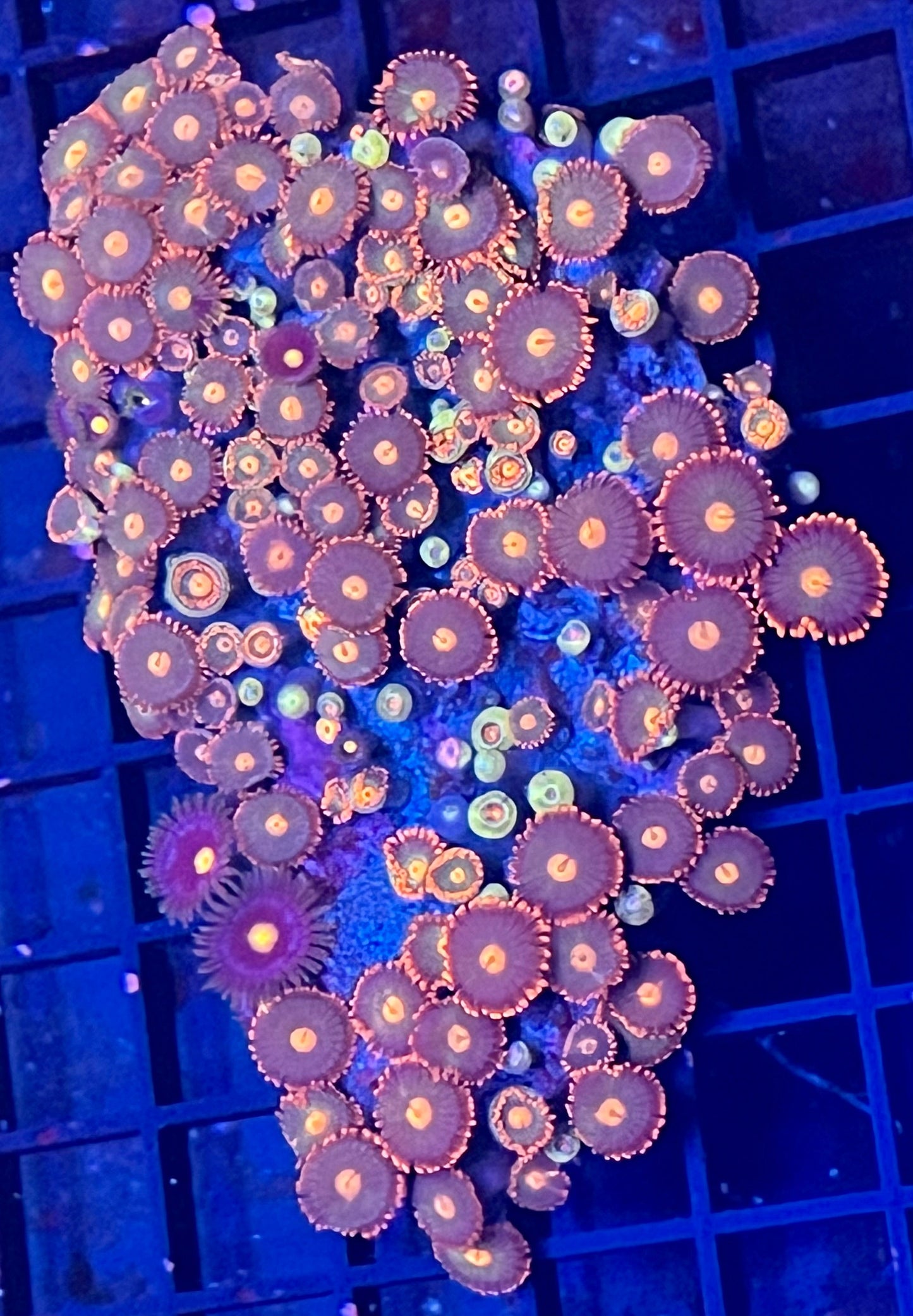 Large Ultra Zoanthids