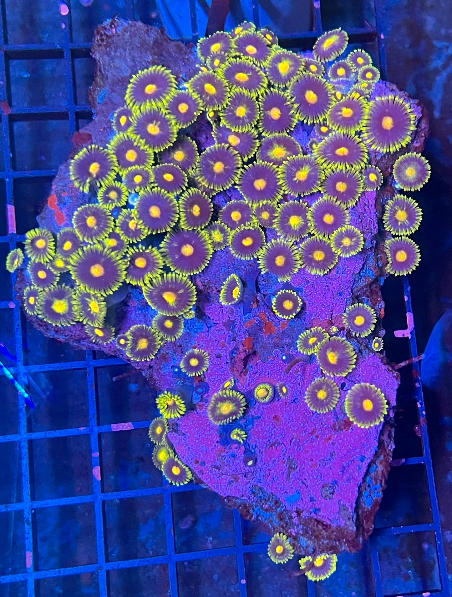 Large Ultra Zoanthids