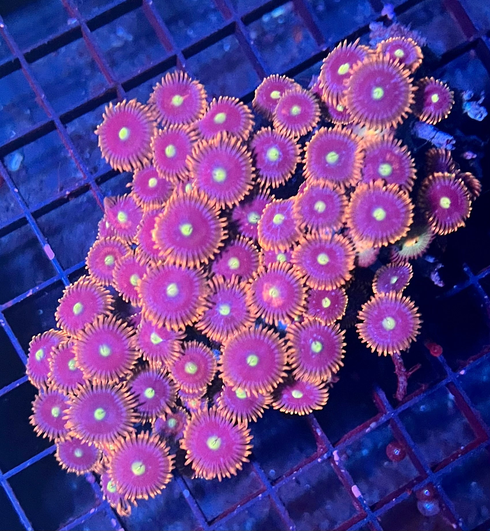 Large Ultra Zoanthids