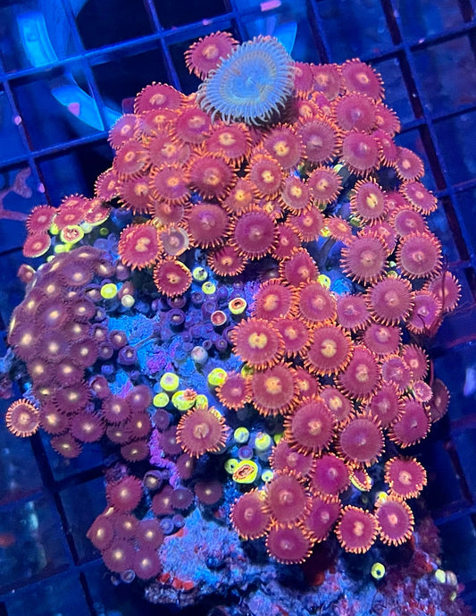 Large Ultra Zoanthids