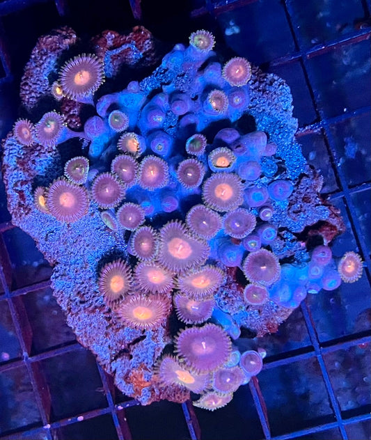 Large Ultra Zoanthids