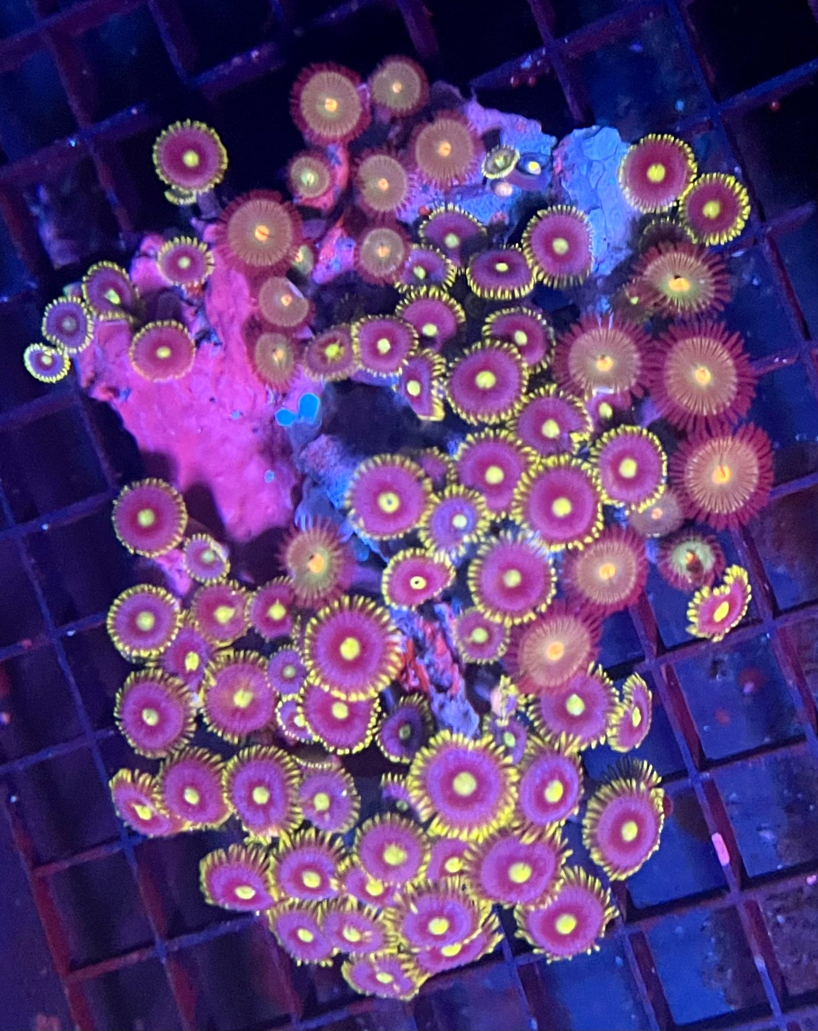 Large Ultra Zoanthids