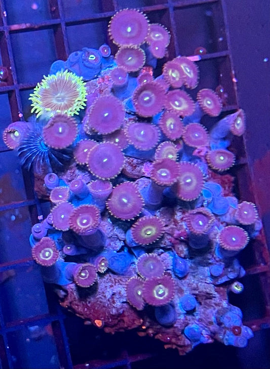 Large Ultra Zoanthids