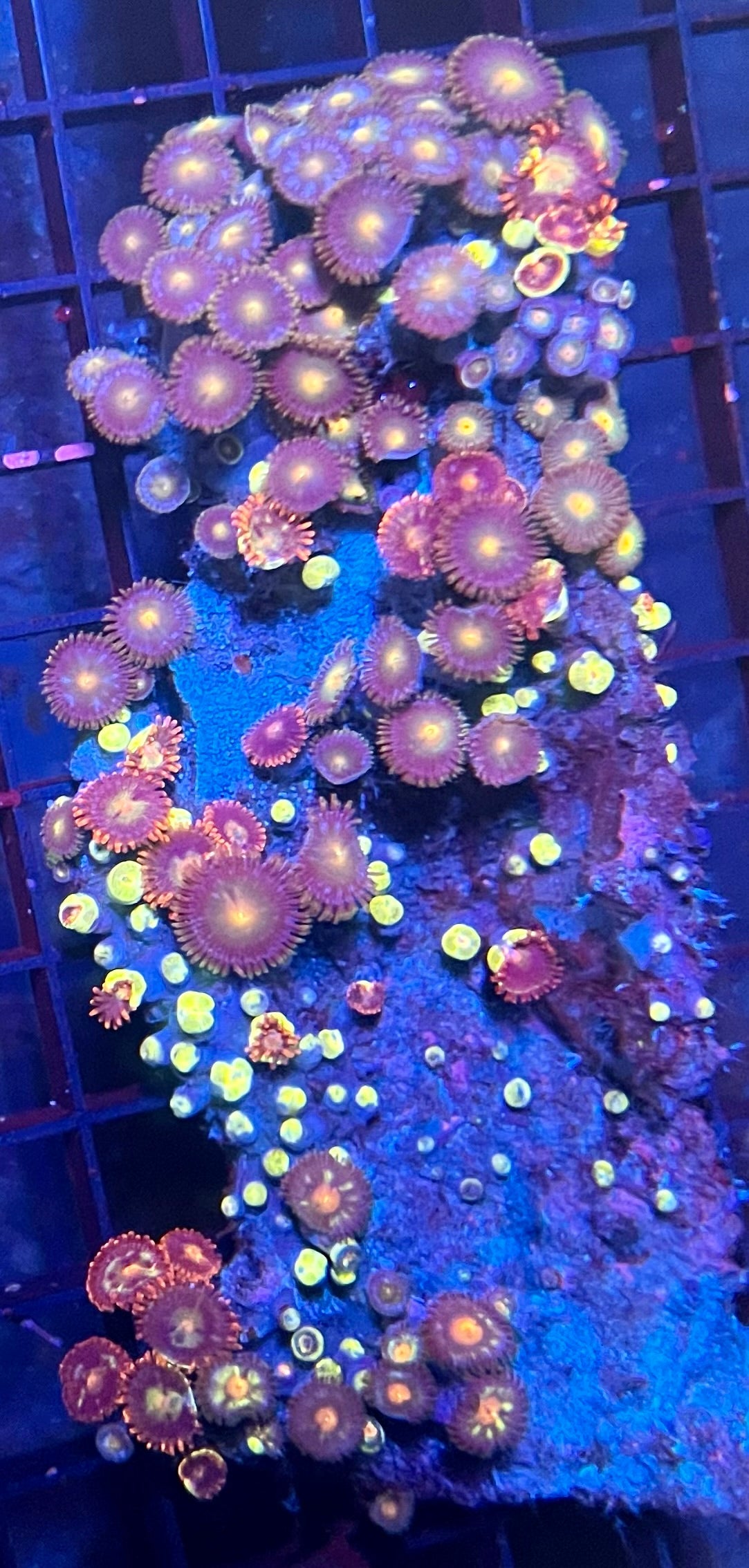 Large Ultra Zoanthids