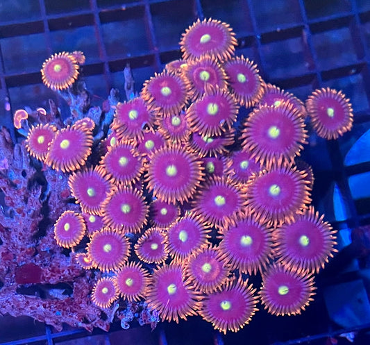 Large Ultra Zoanthids