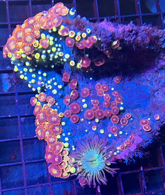 Large Ultra Zoanthids