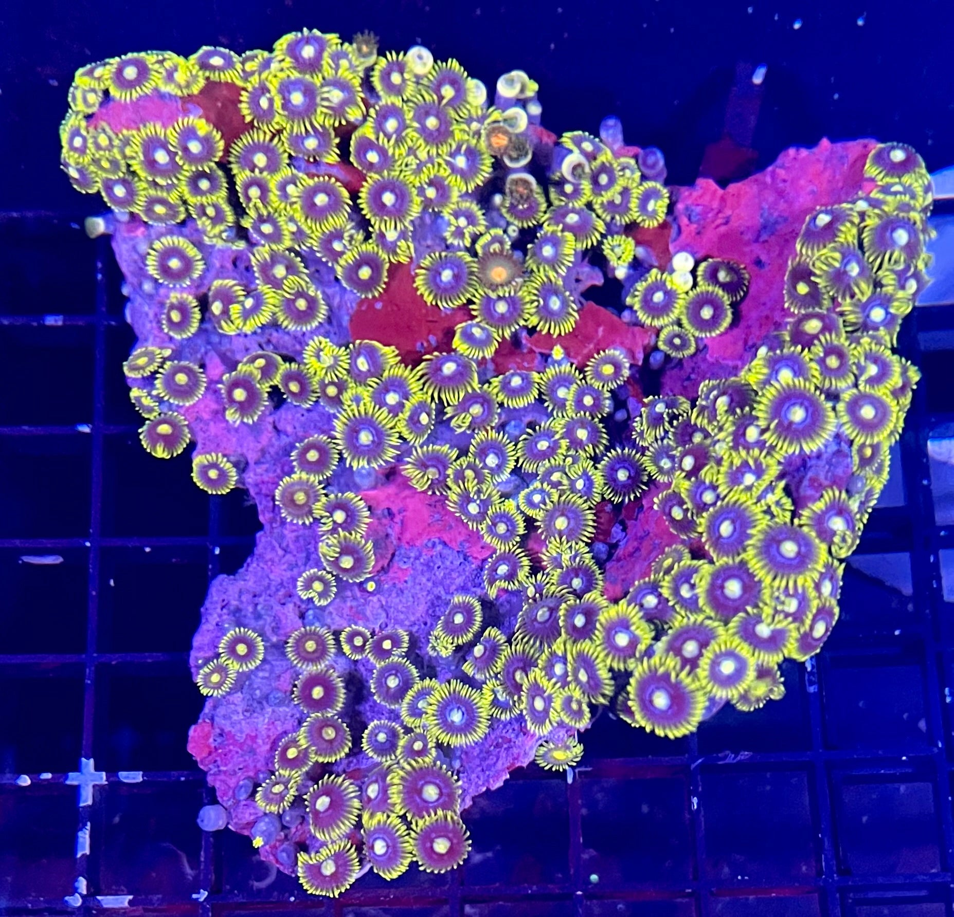 Large Ultra Zoanthids