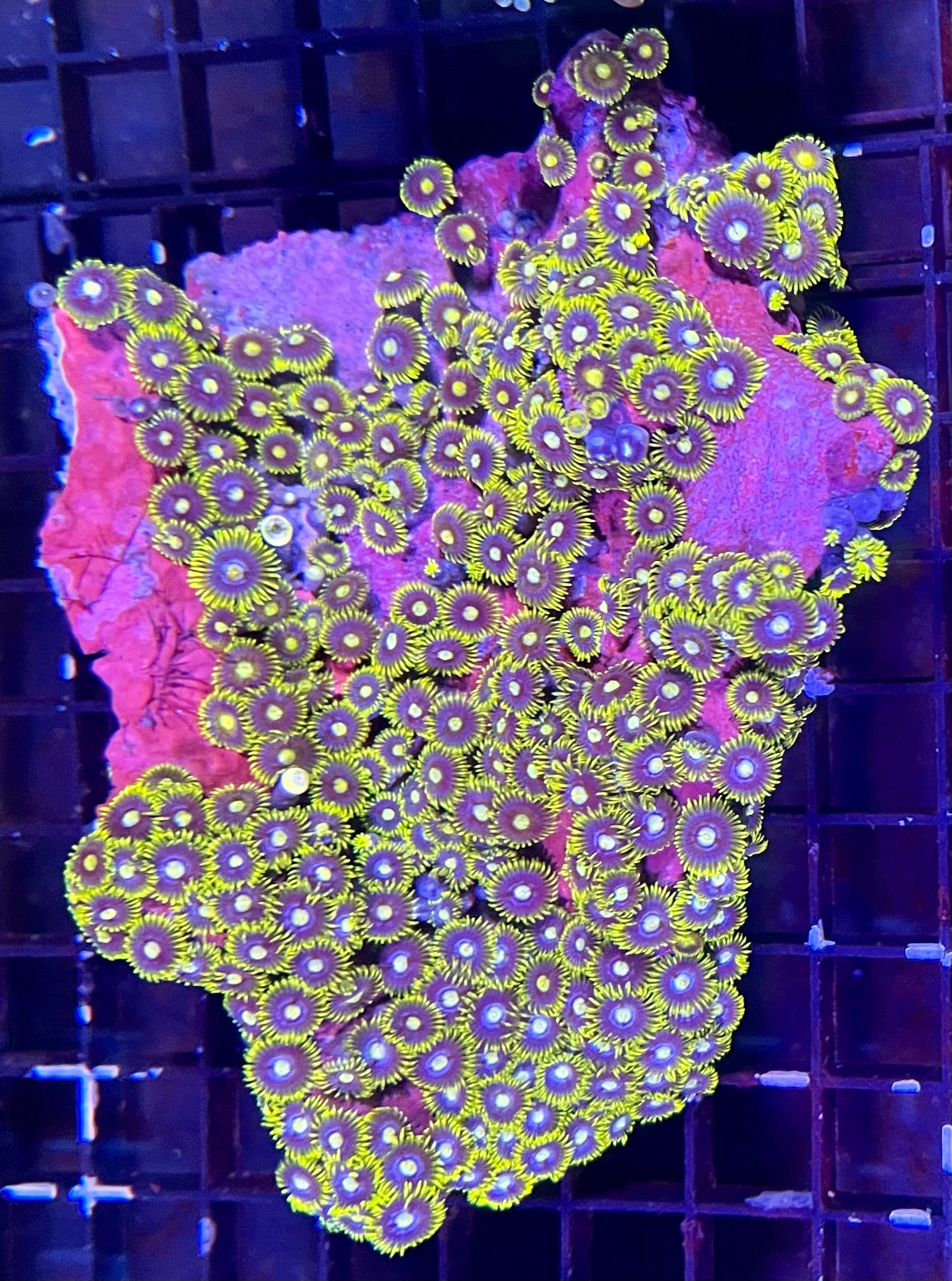 Large Ultra Zoanthids