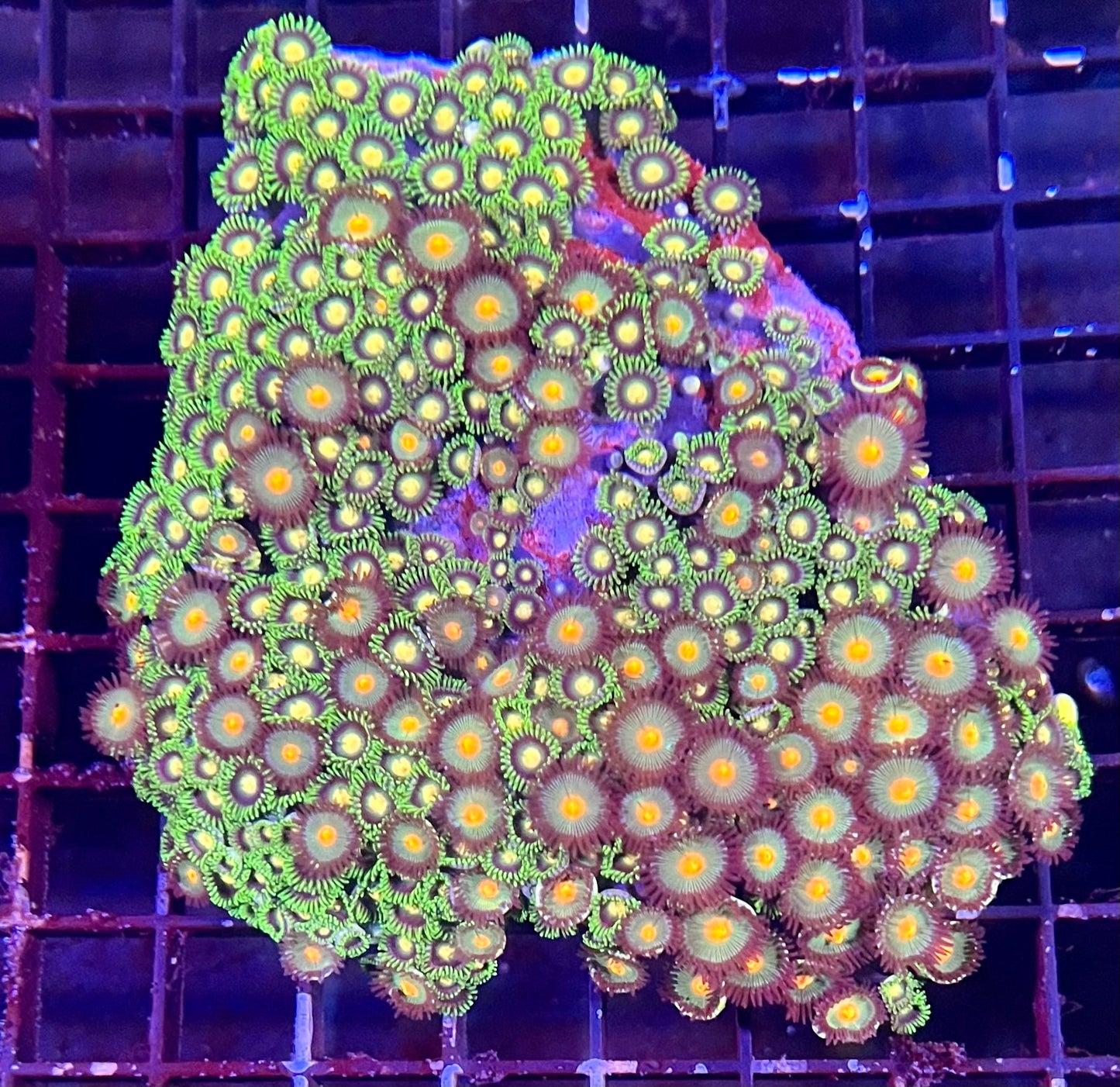 Large Ultra Zoanthids