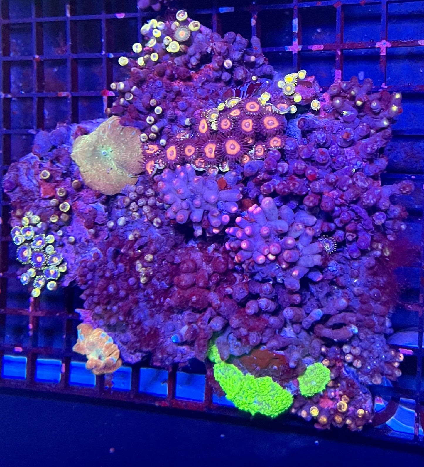 Large Ultra Zoanthids