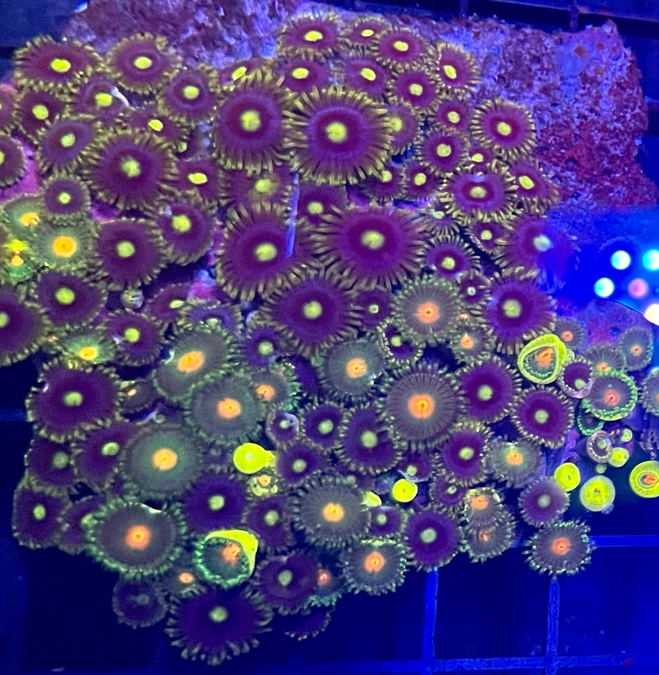 Large Ultra Zoanthids