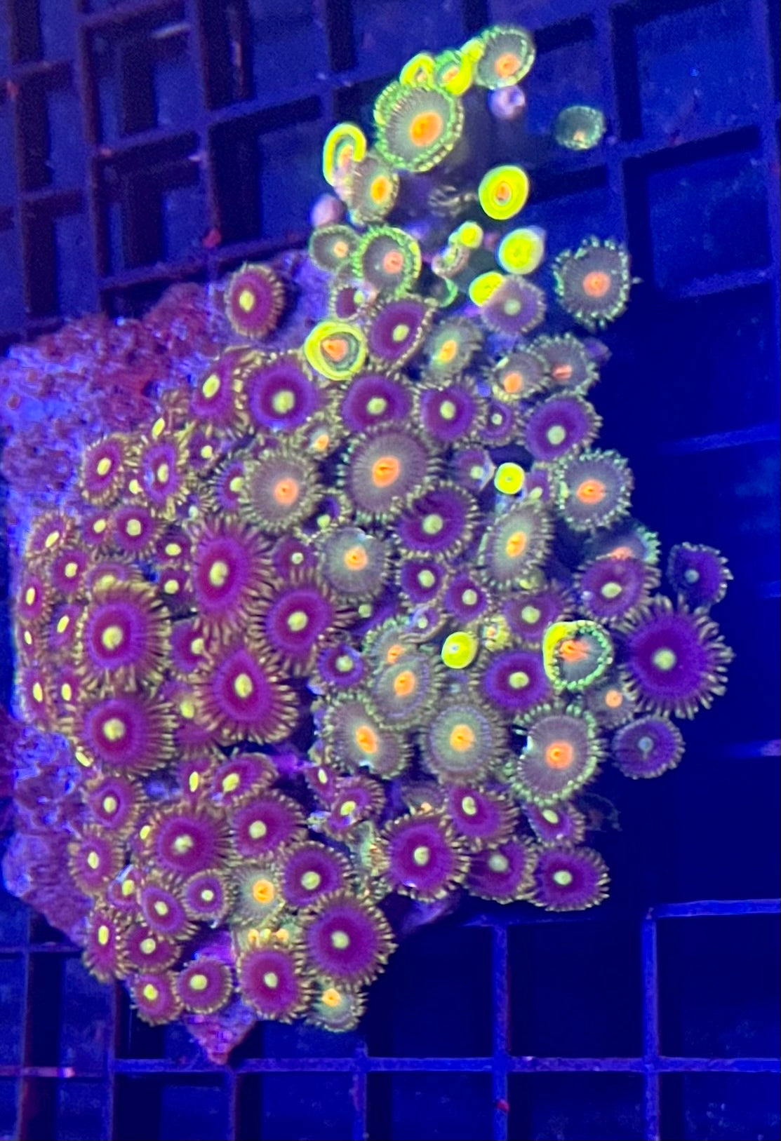 Large Ultra Zoanthids