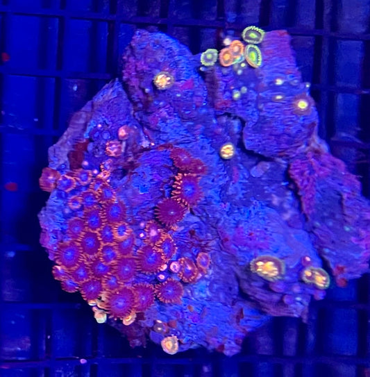 Medium Mixed Combo Zoanthids