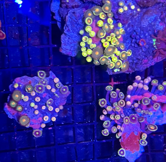 Medium Mixed Combo Zoanthids