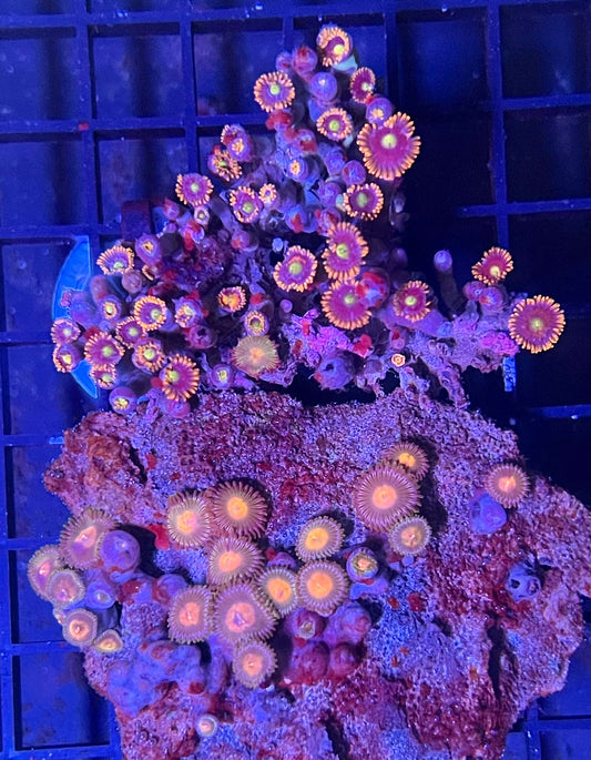 Medium Mixed Combo Zoanthids