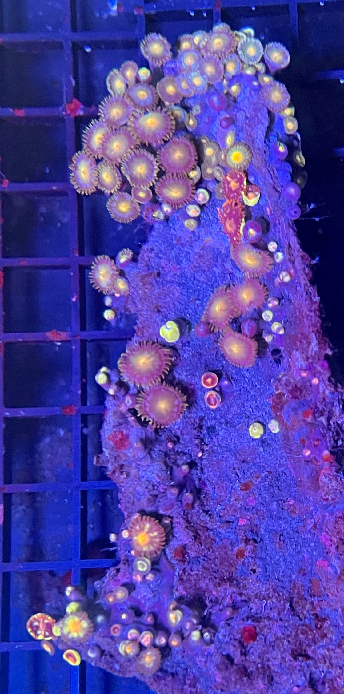 Medium Mixed Combo Zoanthids