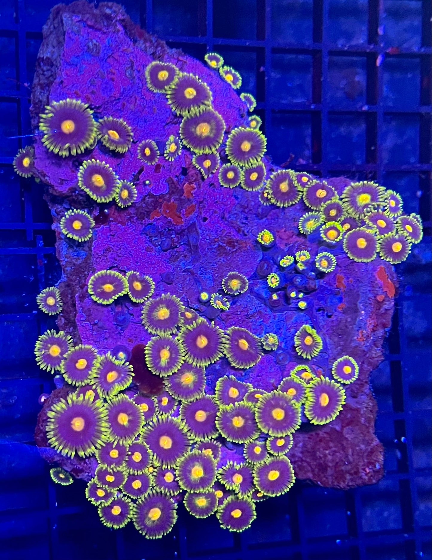 Medium Mixed Combo Zoanthids