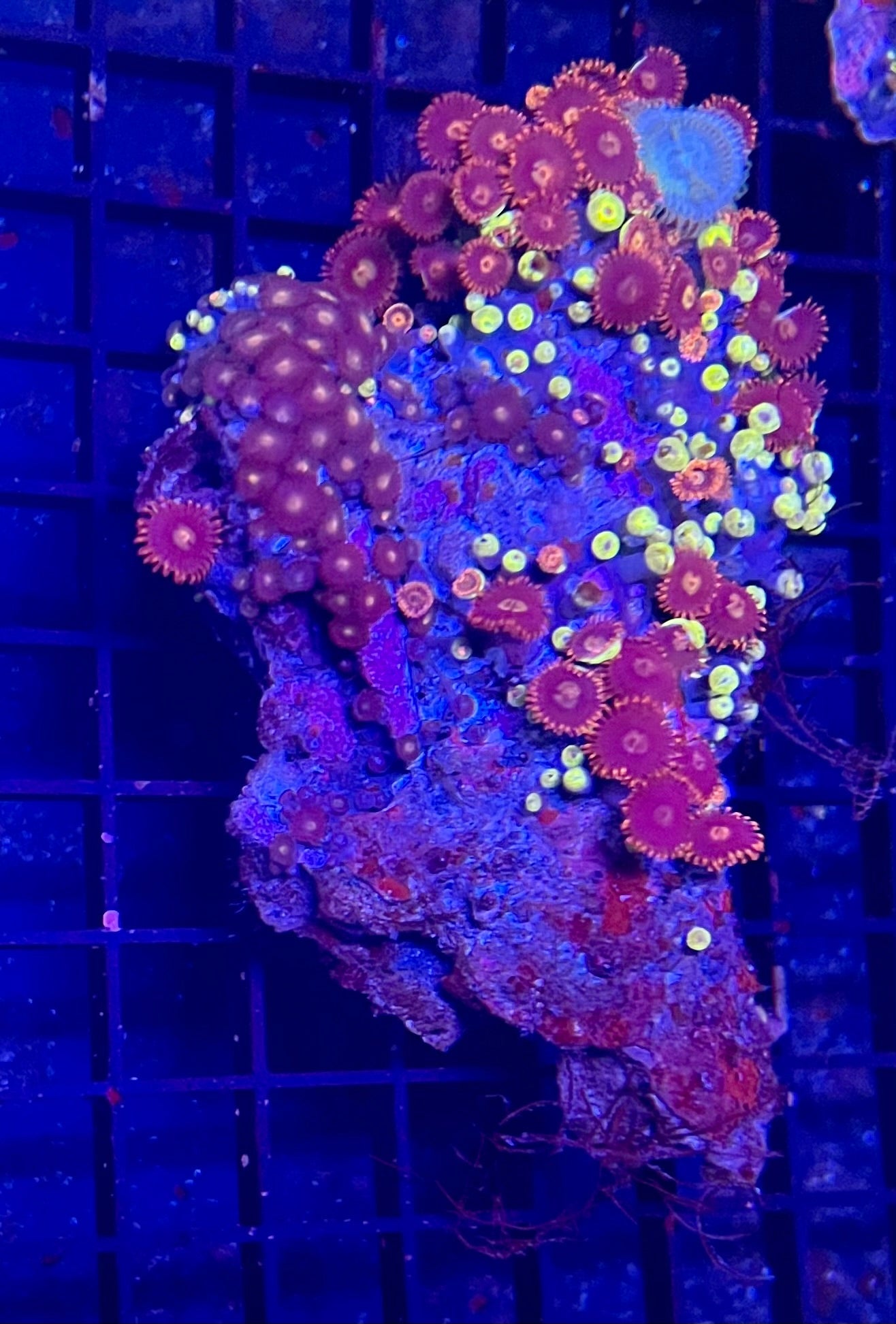 Medium Mixed Combo Zoanthids