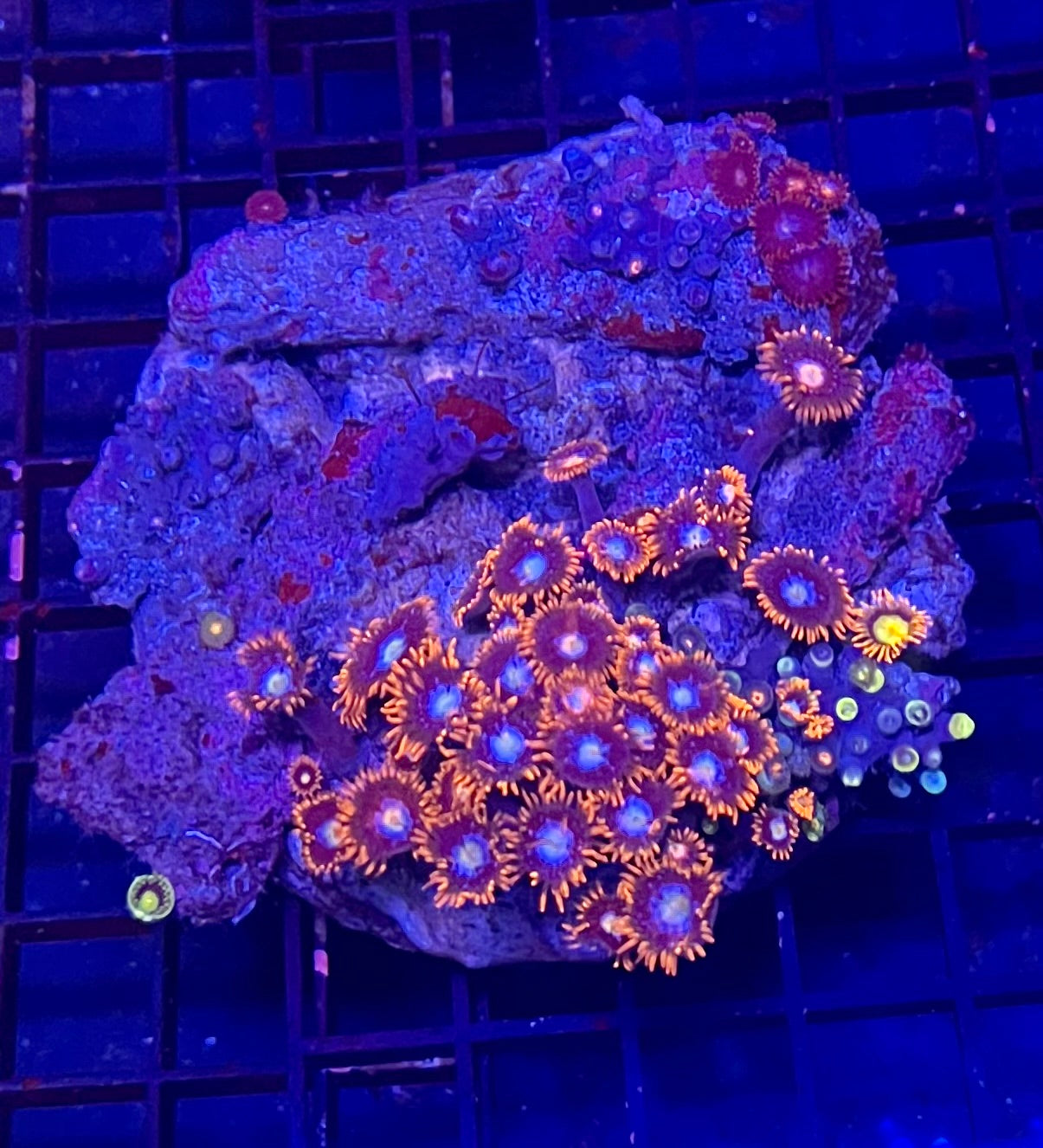 Medium Mixed Combo Zoanthids