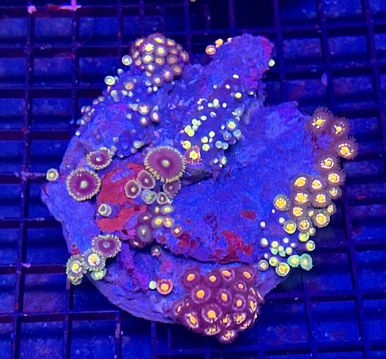 Medium Mixed Combo Zoanthids