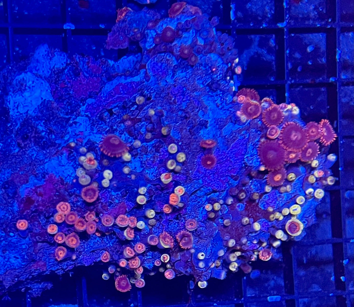 Mixed Zoanthids