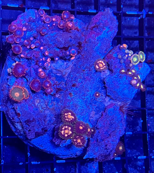 Mixed Zoanthids