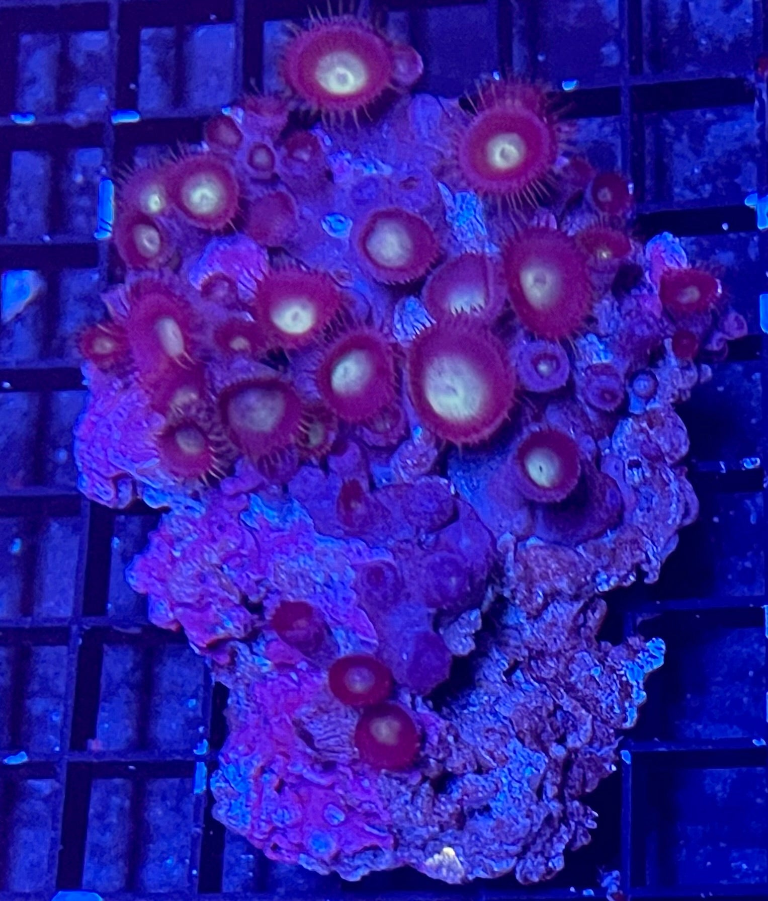 Mixed Zoanthids