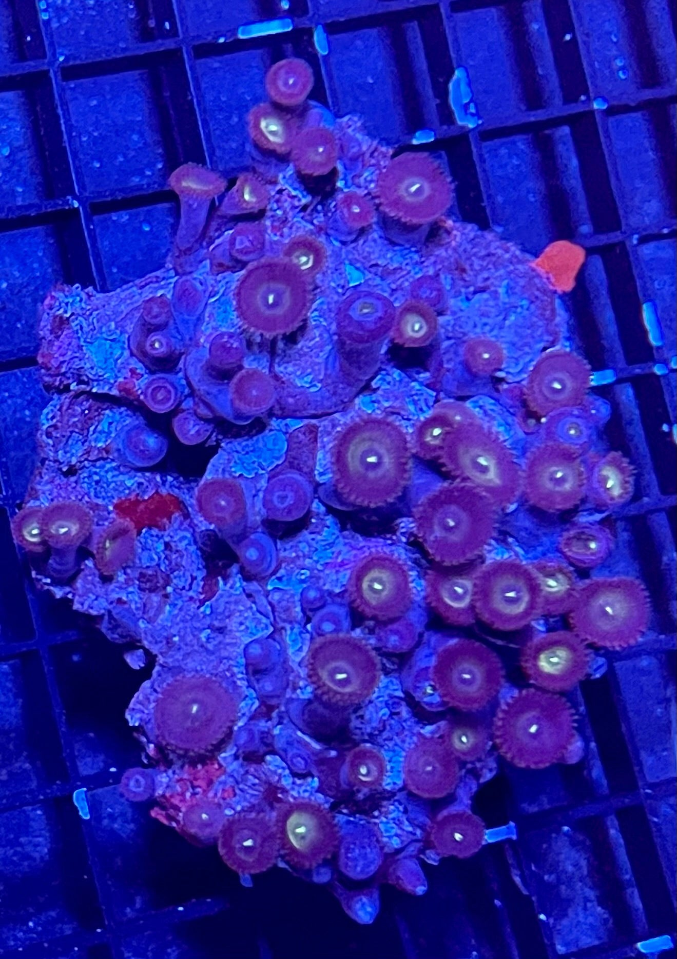 Mixed Zoanthids