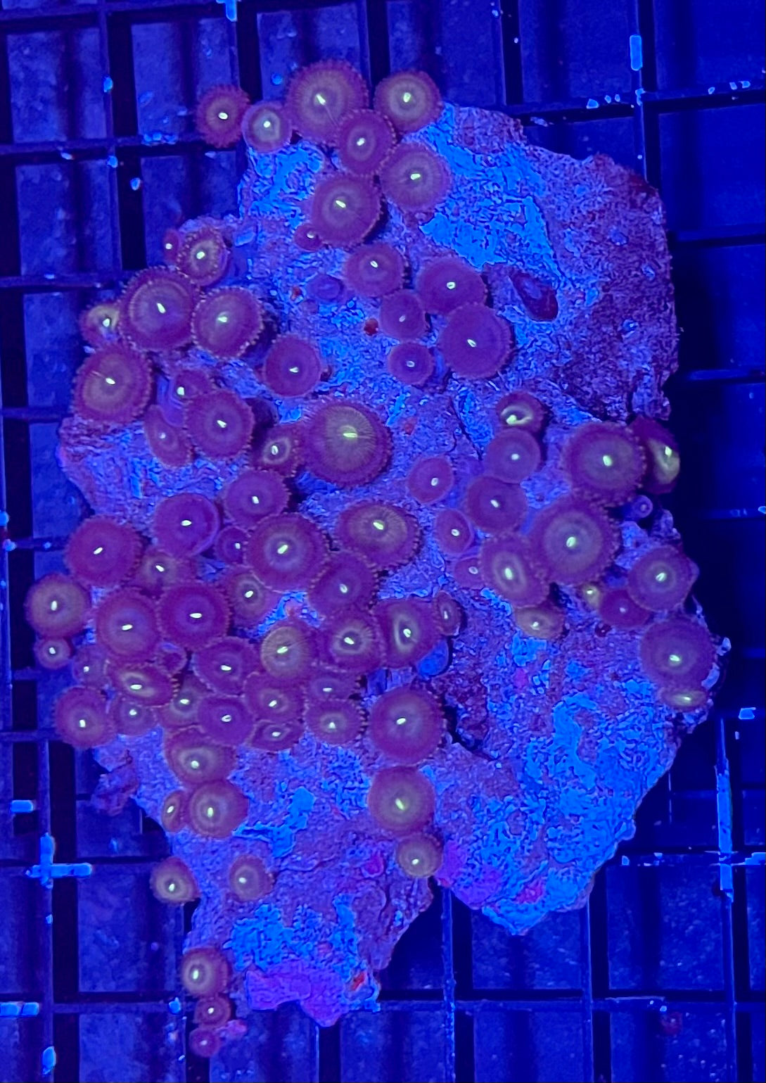 Mixed Zoanthids