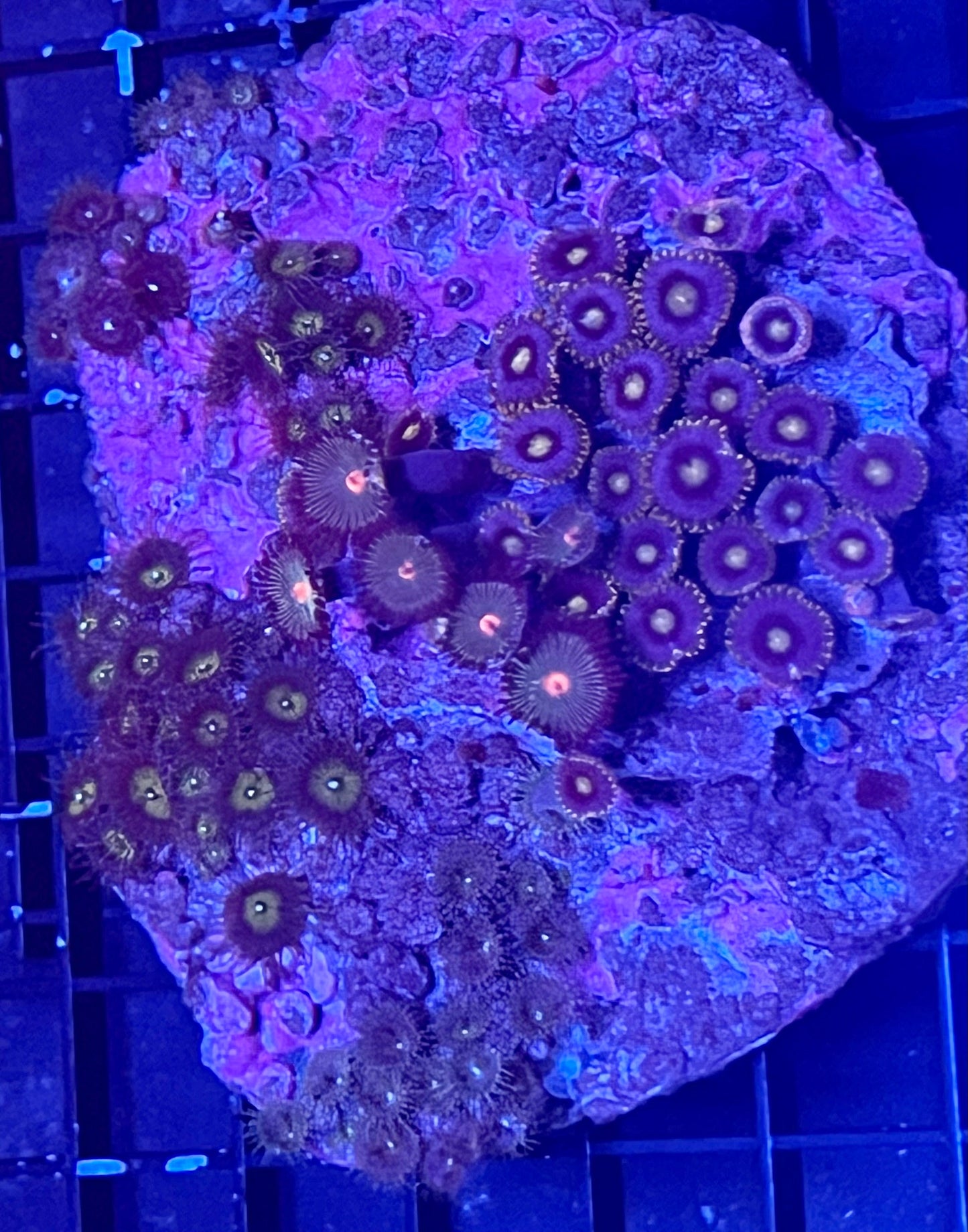 Mixed Zoanthids