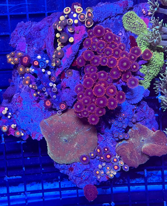 Extra Extra Large Super Ultra Mixed Zoanthids