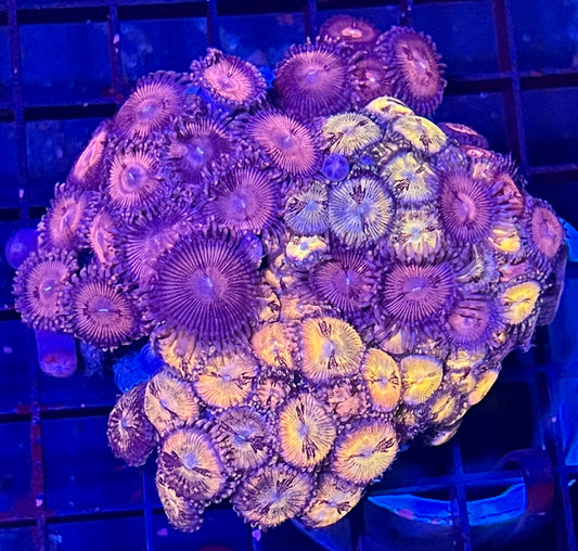 Super Rare Zoanthids