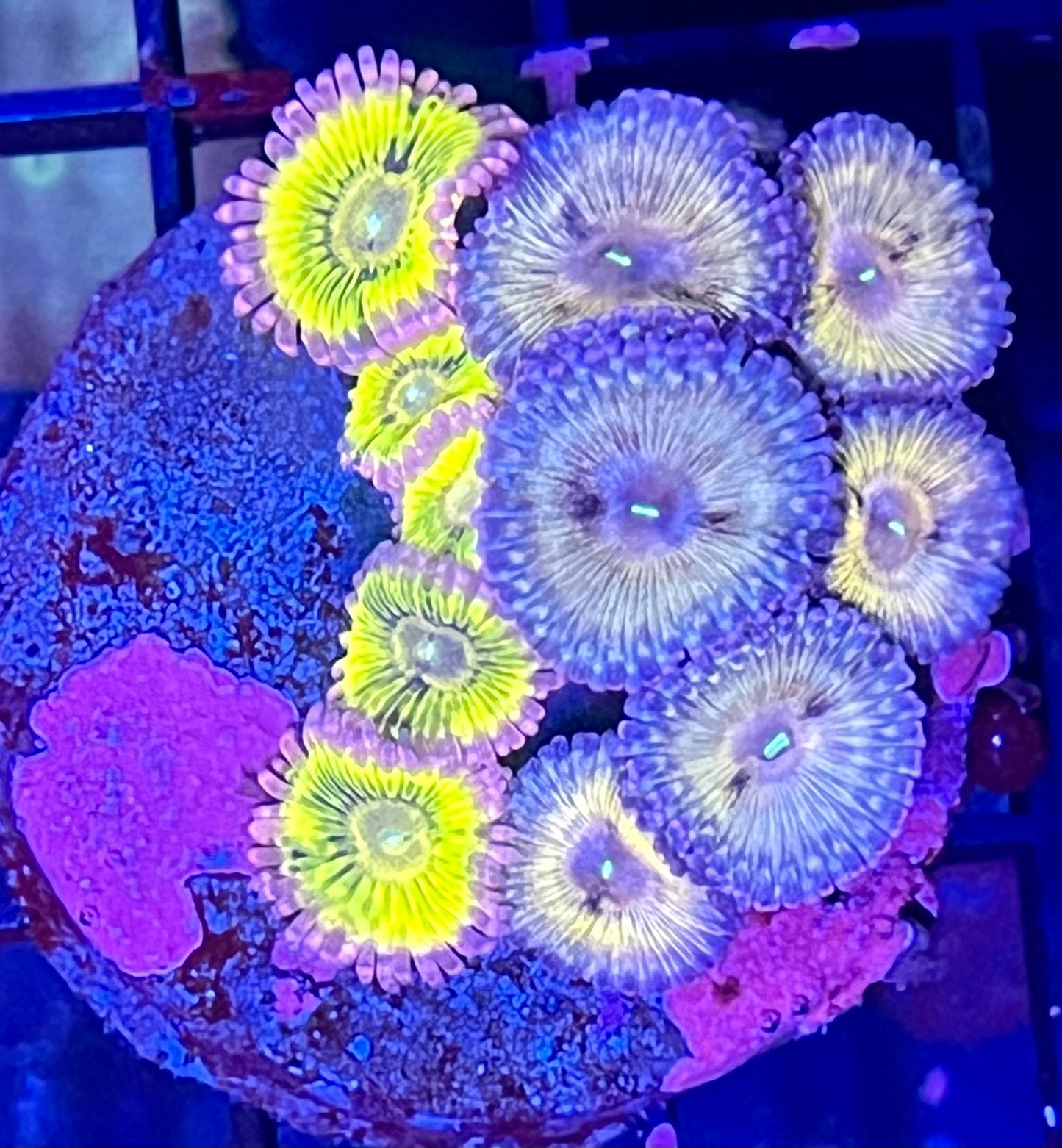 Super Rare Zoanthids