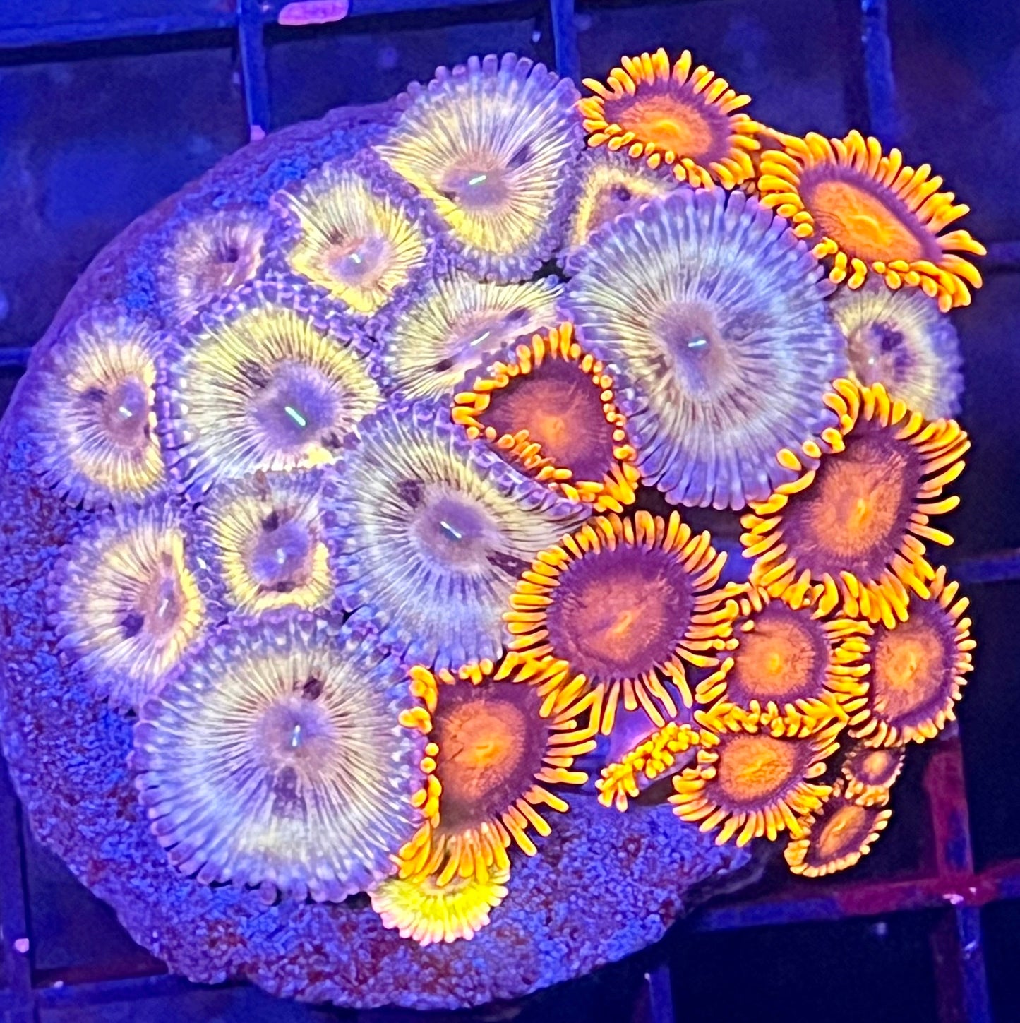 Super Rare Zoanthids