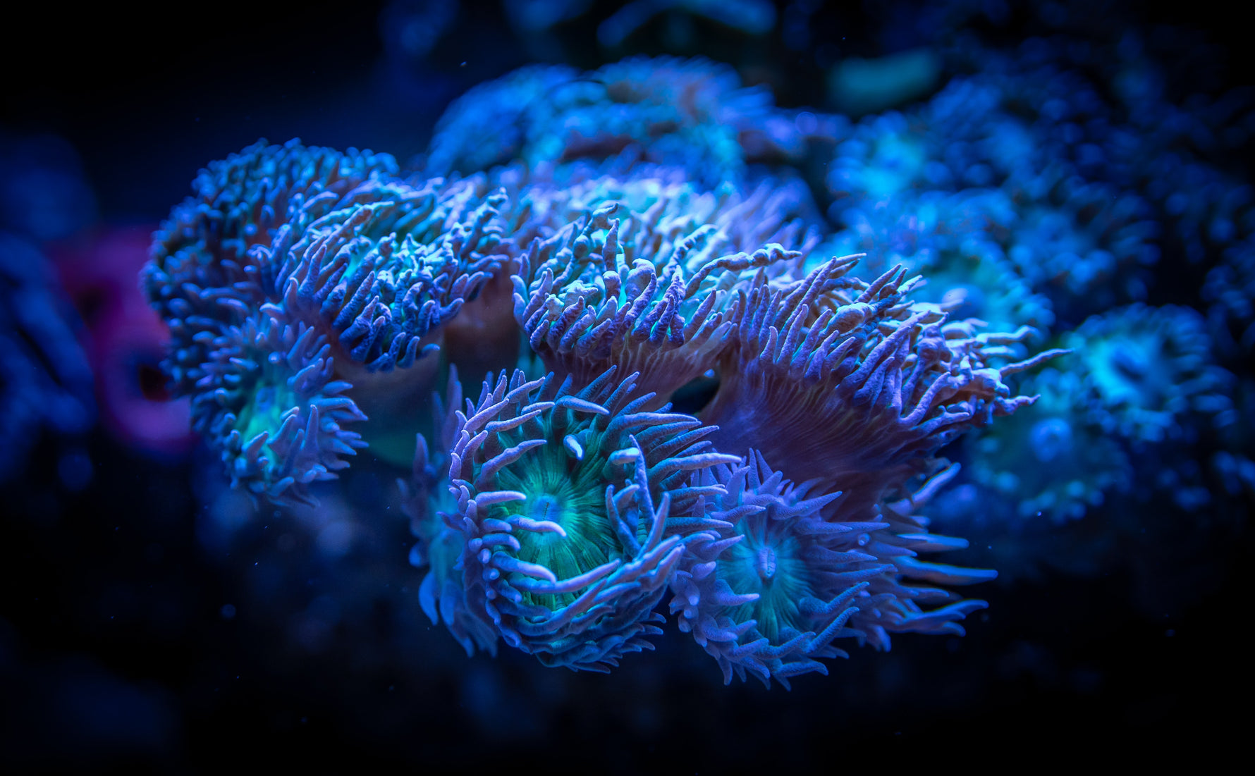 Wholesale Corals | New Edge Coral – NewEdgeCoral